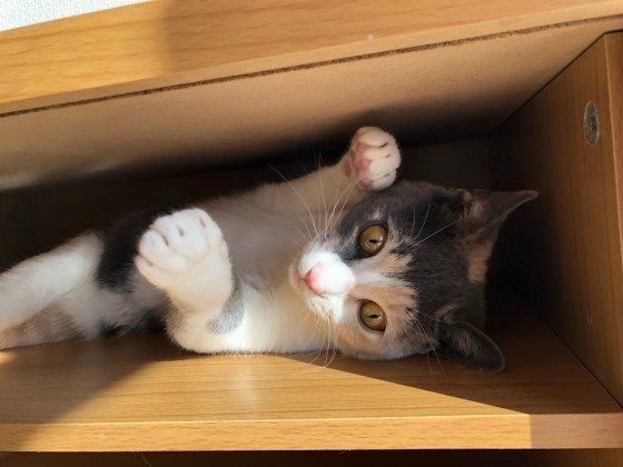 隙間に入る子猫