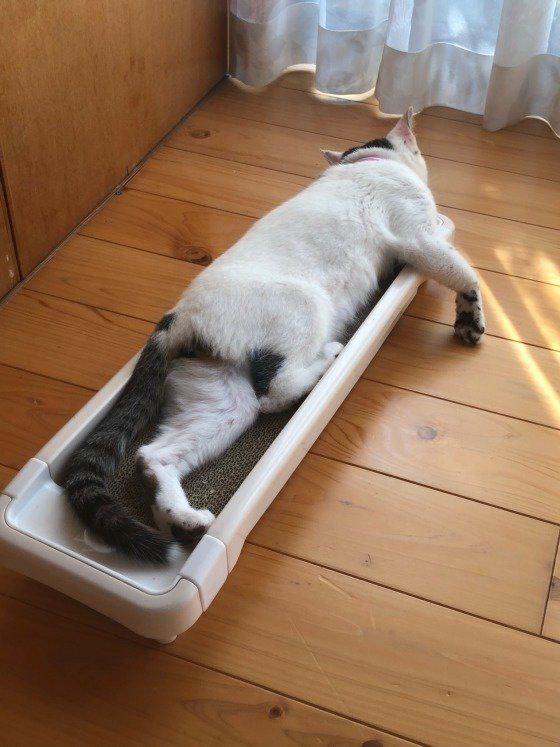 爪とぎの上でくつろぐ猫