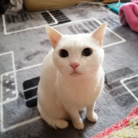 見上げているプリンちゃん