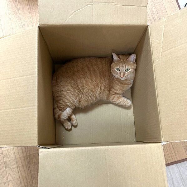 ダンボール箱に入るこいもちゃん