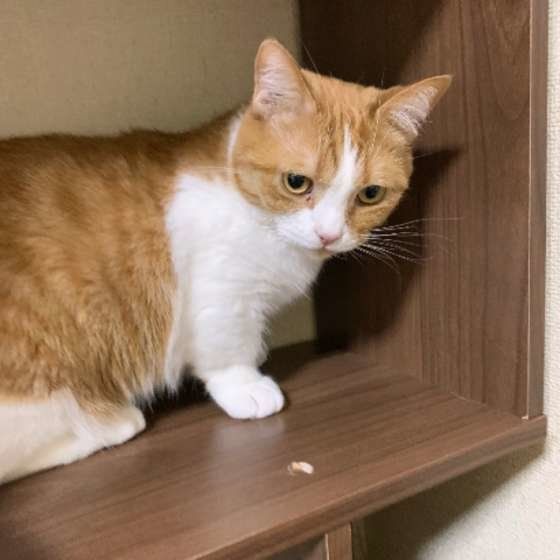 見つめるマンチカン