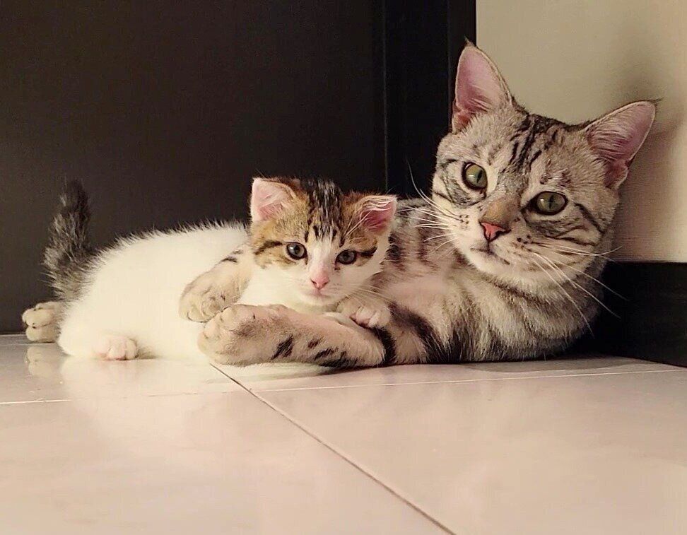 よもぎちゃんとわらびくん