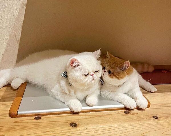 えーさくくん、もぐくん