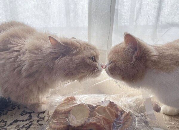 鼻チューするぽんずちゃんとみりんちゃん