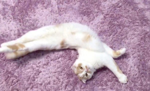 コミカルなポージングを決めるホイップクリームちゃん