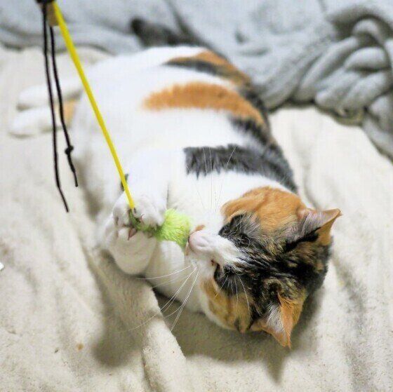 カミカミするMIXの女の子