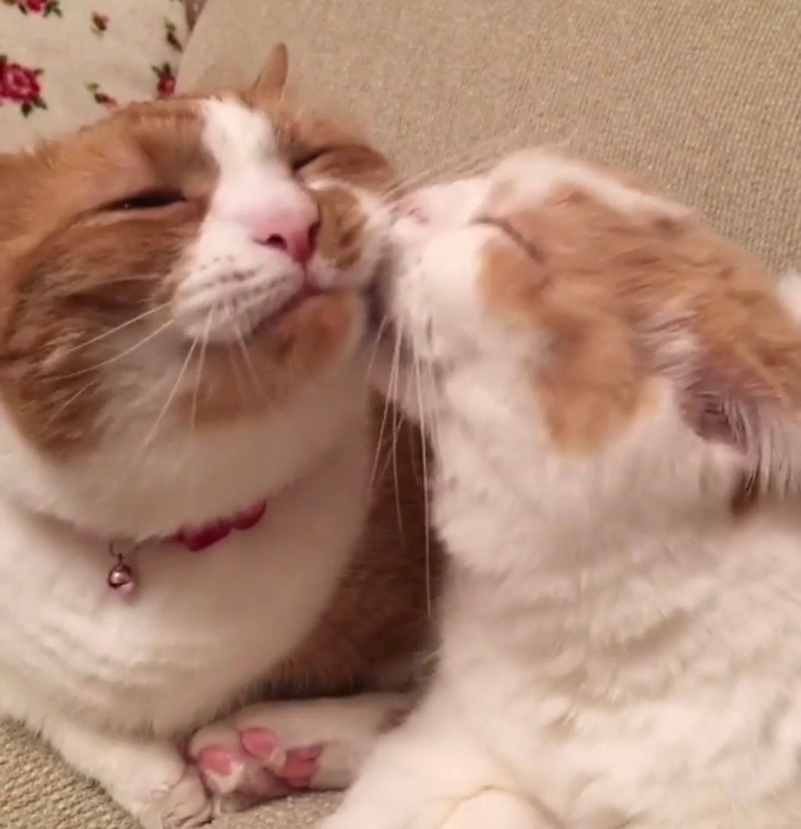 かわりばんこに毛づくろいする姉妹猫