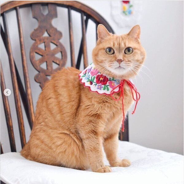 どんな味わいなのかワクワクする！ 猫のかわいさが詰まった「猫