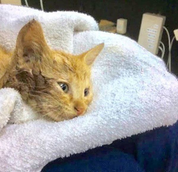 しなとらちゃん