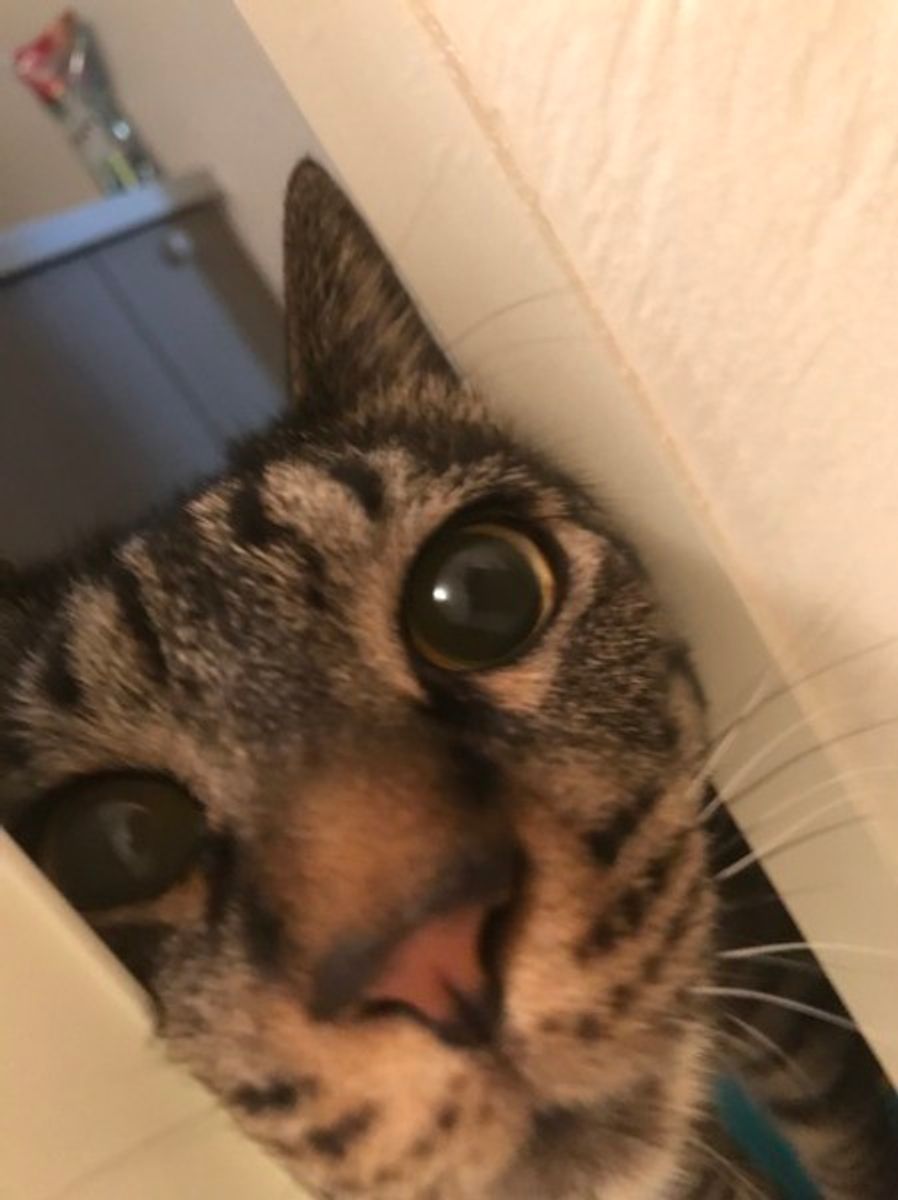 愛猫が後追いしてくる理由って ノラ猫がついてくるときの対処法も ねこのきもちweb Magazine 愛猫が後追いしてくる理由って ノラ猫がついてくるときの対処法も ねこのきもちweb Magazine