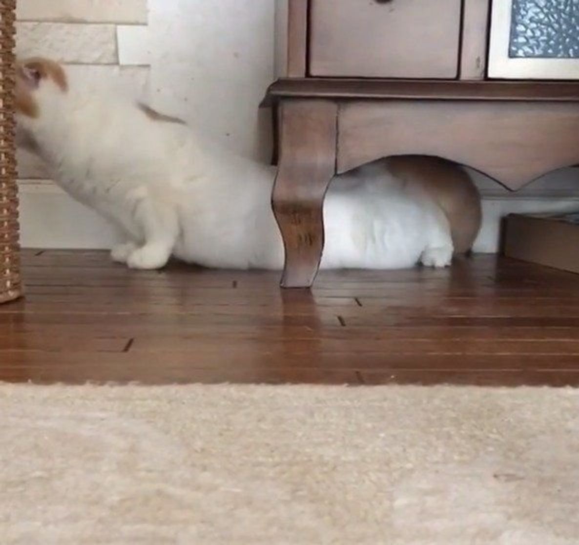 まるでおもち ビョーンと伸びまくる猫 どこまで伸びるの ねこのきもちweb Magazine まるでおもち ビョーンと伸びまくる猫 どこまで伸びるの ねこのきもちweb Magazine