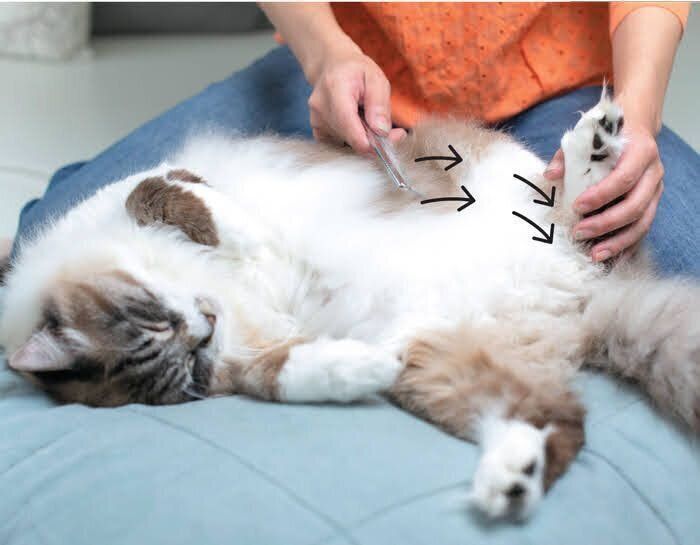 内もものブラッシング