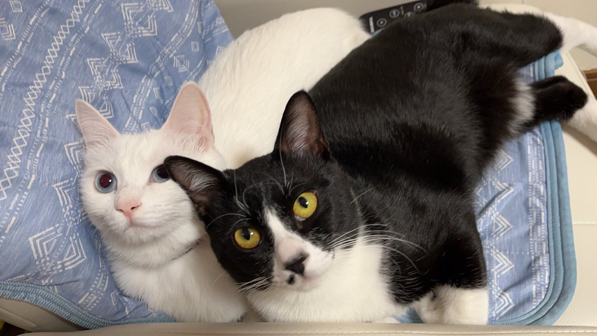 くっつくこちゅちゃん、れちくん