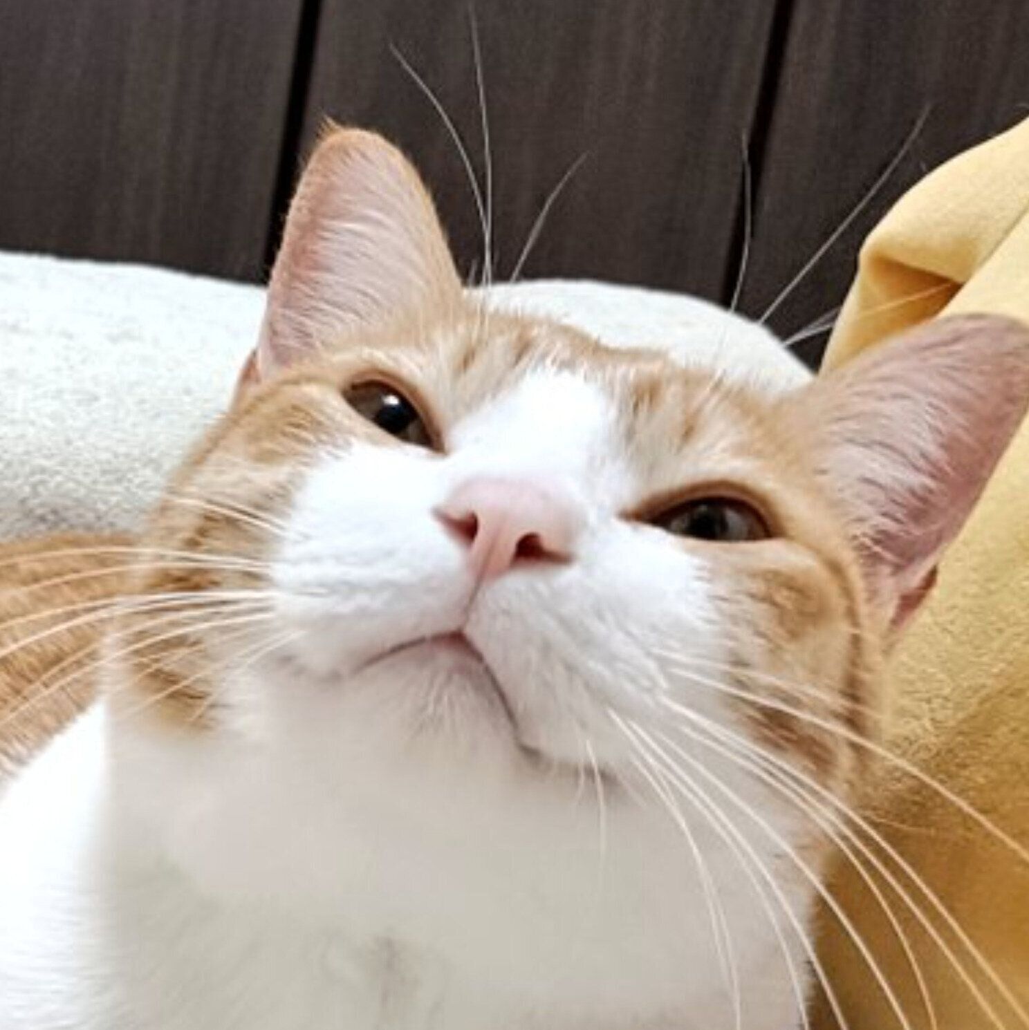 微笑むチョロすけくん