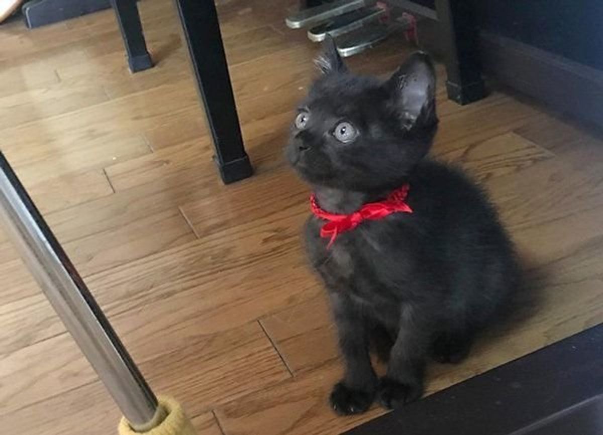 これが本当のクロネコ宅急便 ダンボールで遊ぶ黒猫ちゃんがかわいすぎ ねこのきもちweb Magazine これが本当のクロネコ宅急便 ダンボールで遊ぶ黒猫ちゃんがかわいすぎ ねこのきもちweb Magazine