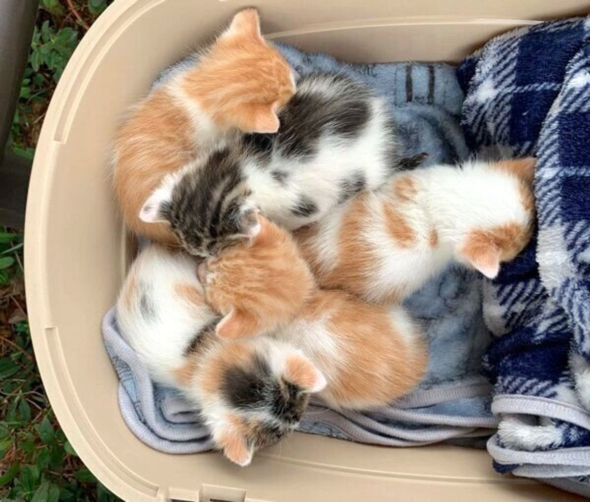 多頭飼育崩壊寸前で これ以上は飼えない と言われた子猫 新しい飼い主と出会い 幸せな日々を送る ねこのきもちweb Magazine 多頭飼育崩壊寸前で これ以上は飼えない と言われた子猫 新しい飼い主と出会い 幸せな日々を送る ねこのきもちweb Magazine