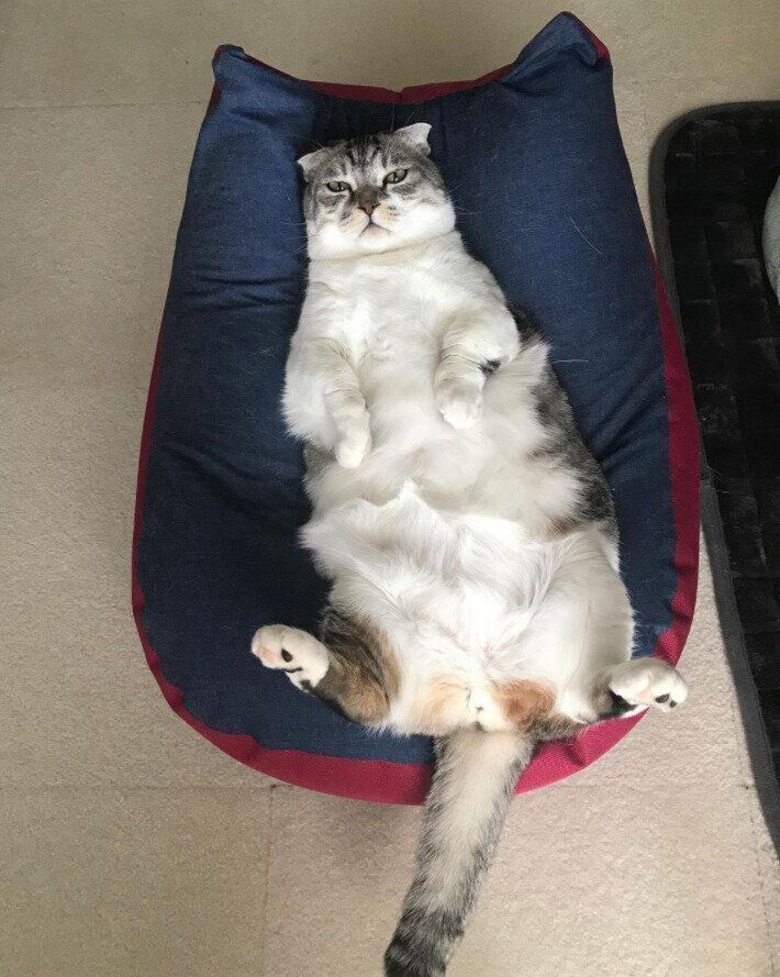 ソファーの上でへそ天する猫