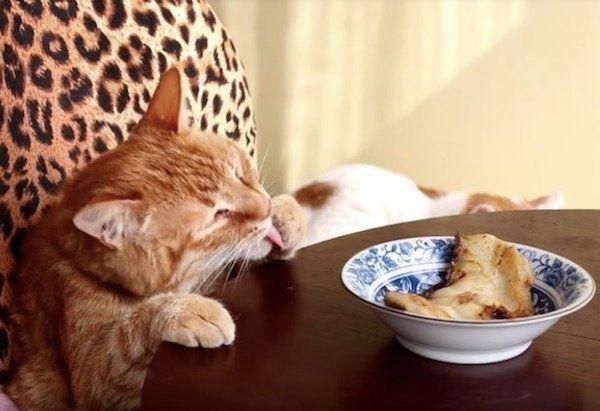 においをいただくニャンコ