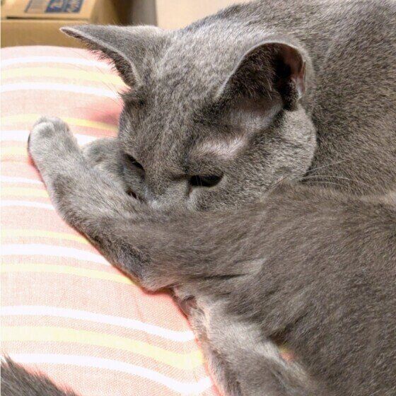 鼻を隠すロシアンブルー