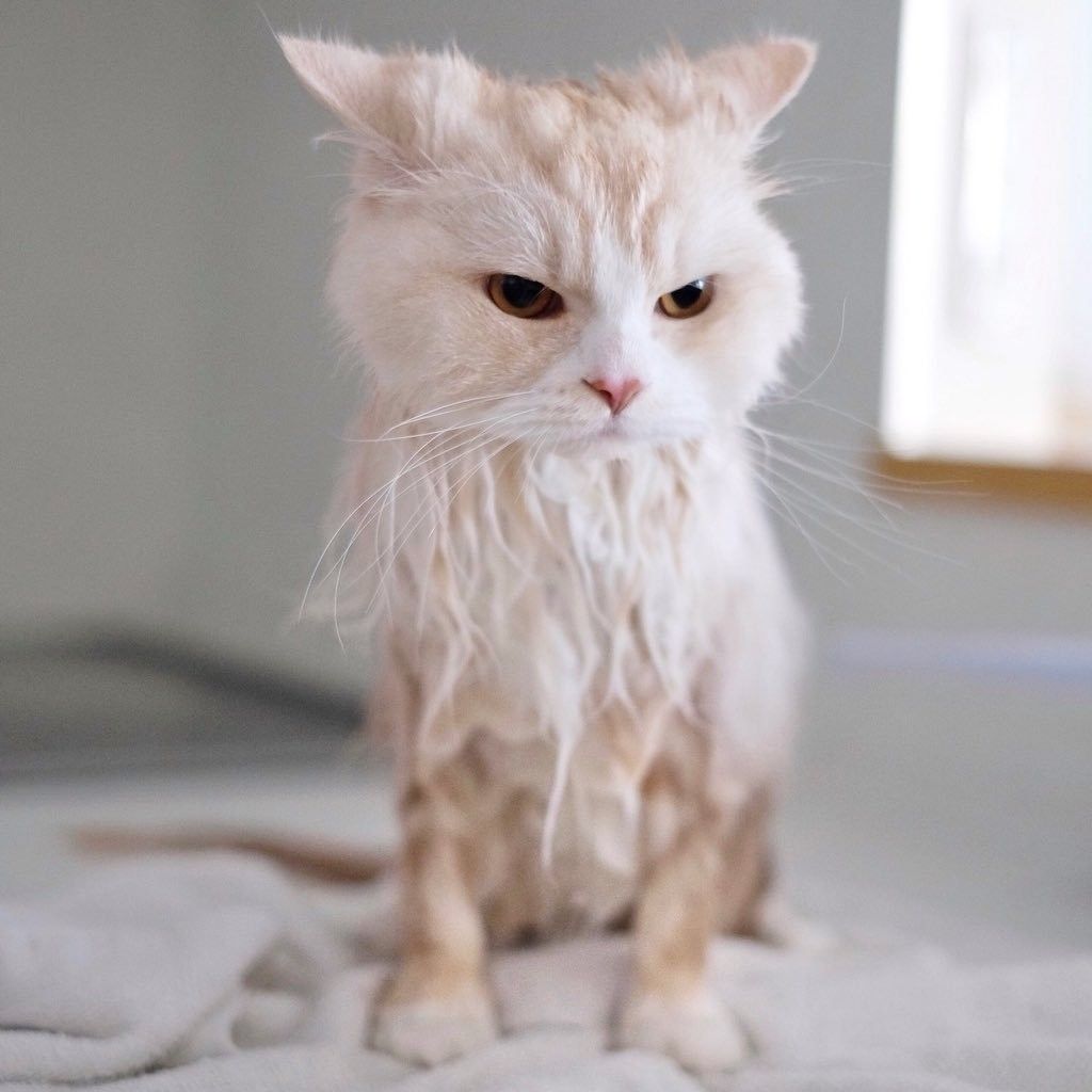 シャンプー後の猫