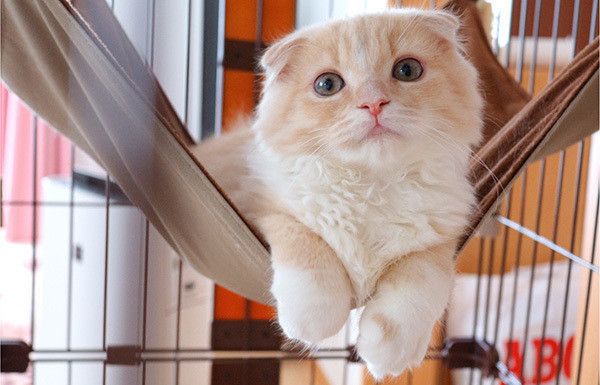 見つめるスコティッシュフォールド・ロングヘア