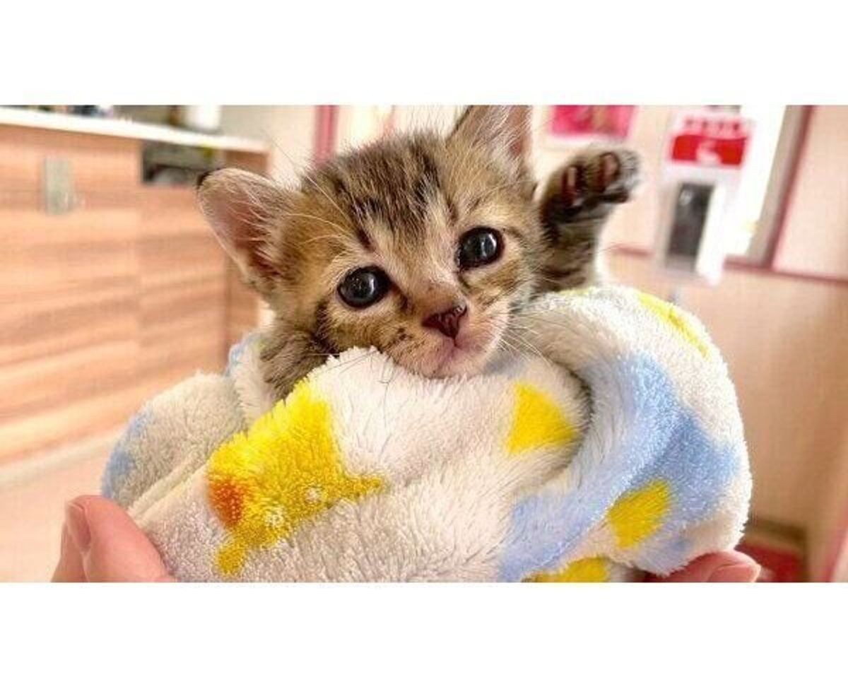 助ける以外の選択肢は思いつかなかった 大雨の中 びしょ濡れで震えていた子猫 甘えん坊に成長 ねこのきもちweb Magazine 助ける以外の選択肢は思いつかなかった 大雨の中 びしょ濡れで震えていた子猫 甘えん坊に成長 ねこのきもちweb Magazine