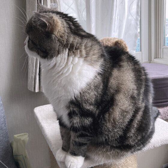 カラスを怖がる大福くん