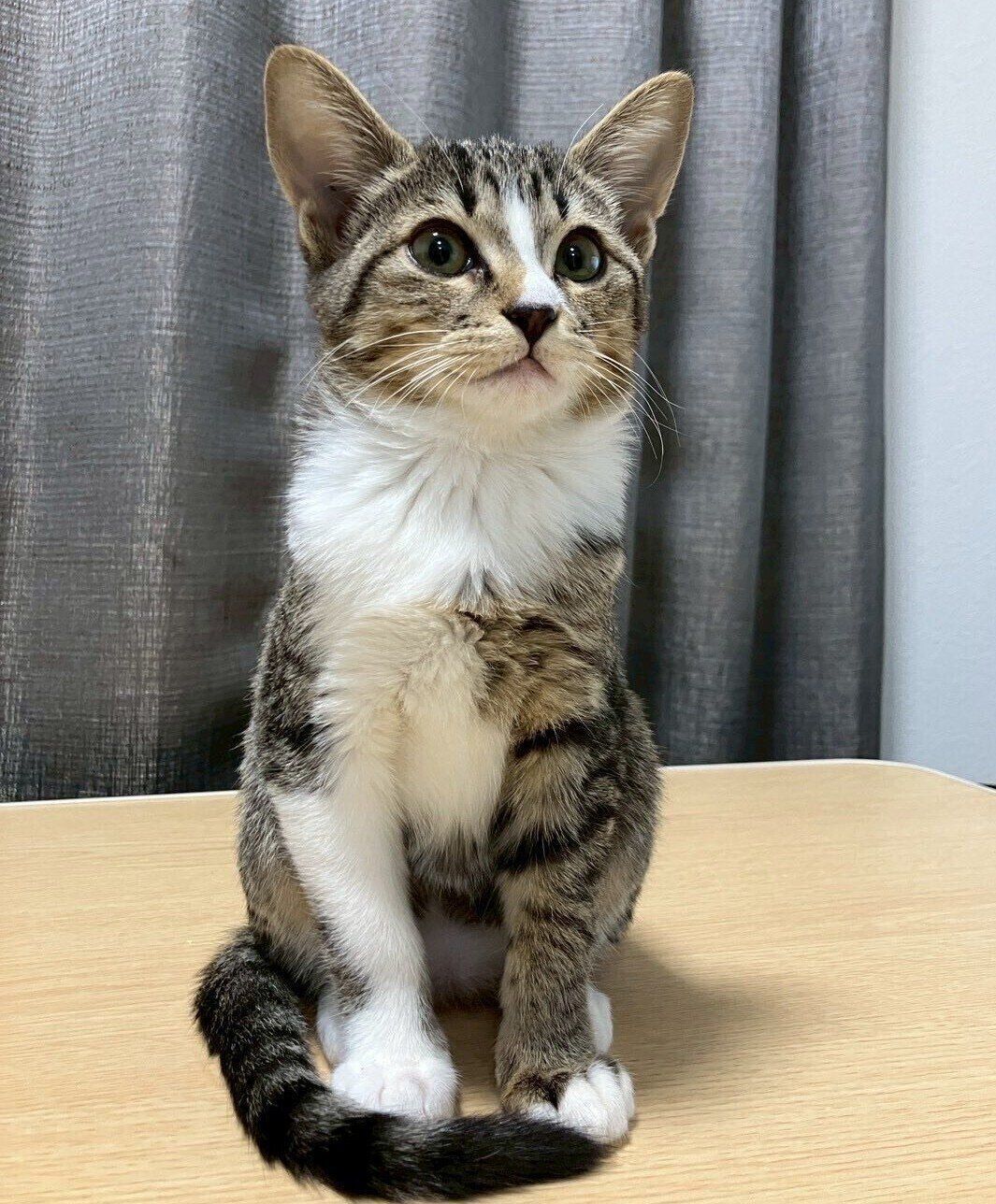 飼い主さん宅に迎えられて1カ月ほど経ったころのきびちゃん