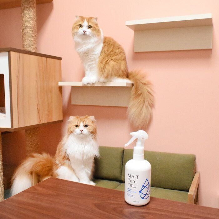 猫2匹とスプレー