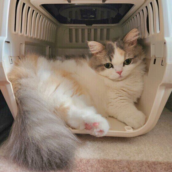 ミヌエットのラテちゃん♪