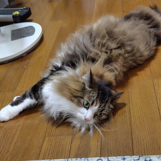 床で伸びるサイベリアン