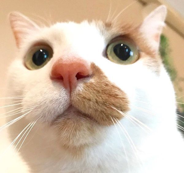 まんまるお目めが可愛いタルトくん