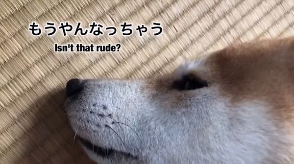 やんなっちゃうワンコ