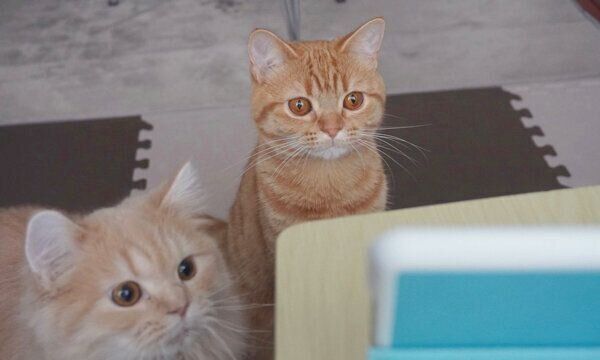 YouTubeを見るレイちゃんとハロちゃん