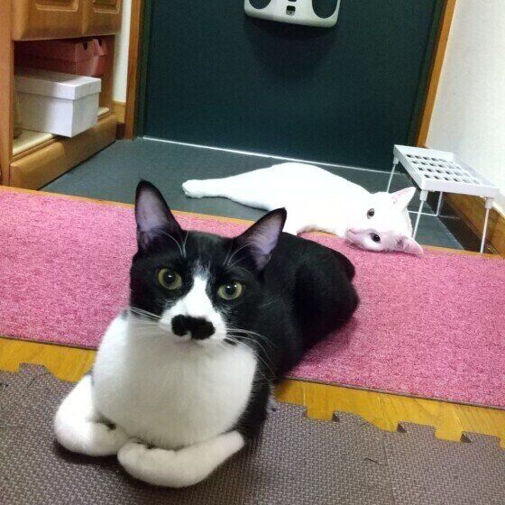 玄関でくつろぐあんちゃんときずなくん