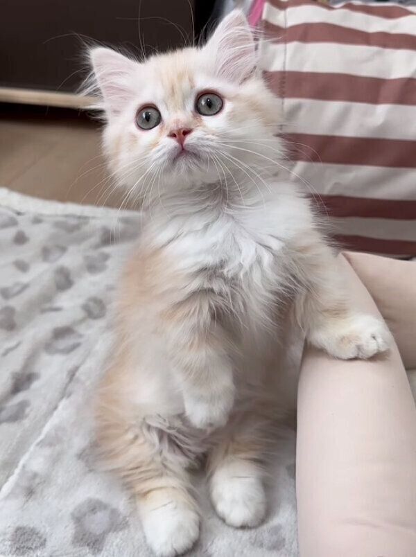 2本足で立つmielくん