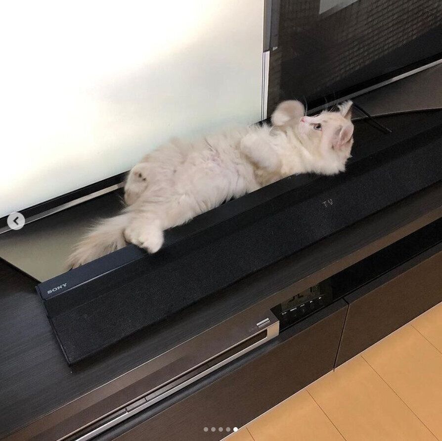 テレビとスピーカーの間に挟まる猫（オス）
