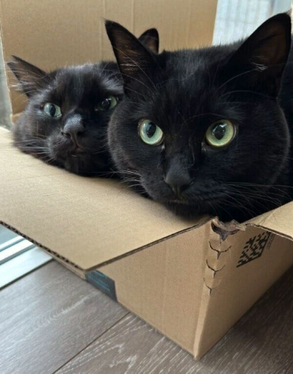 段ボールに入るりーじくんともふくん