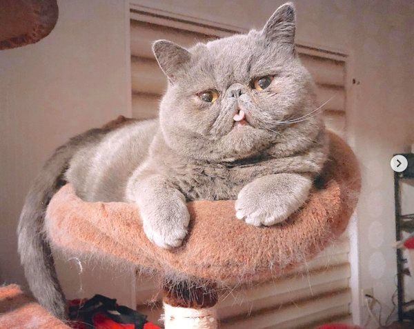 キャットタワーでくつろぐエキゾチックショートヘア