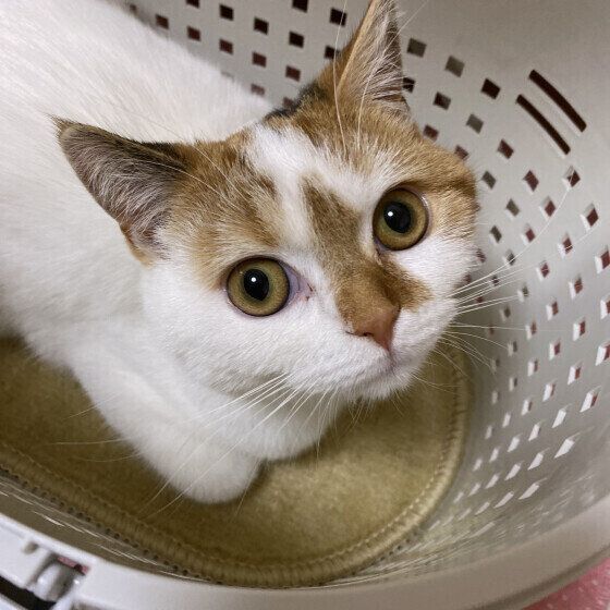 スコティッシュフォールドのきなこちゃん♪