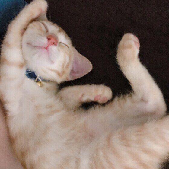 体をひねって寝る茶トラ猫