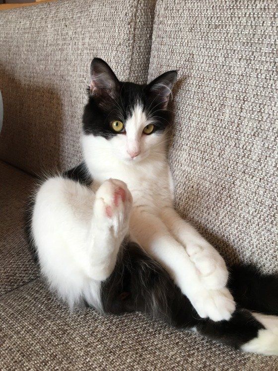 カメラ目線で足をあげる猫