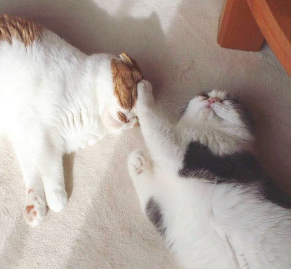 仲良く寝るスコティッシュフォールド