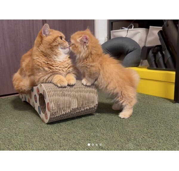 メリダちゃんのことが気になるダイナくん