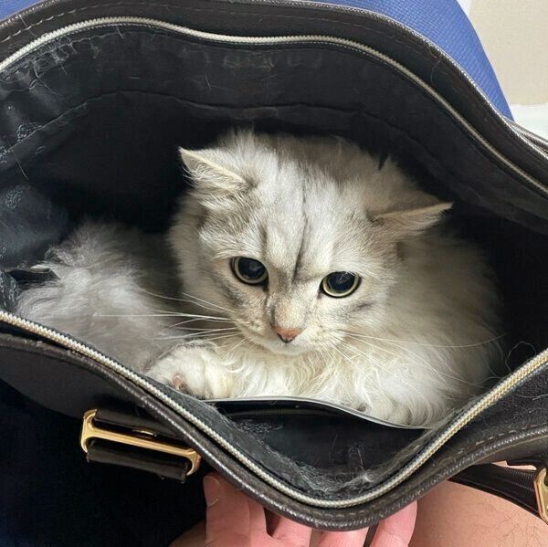 カバンの中に隠れるぷる造くん