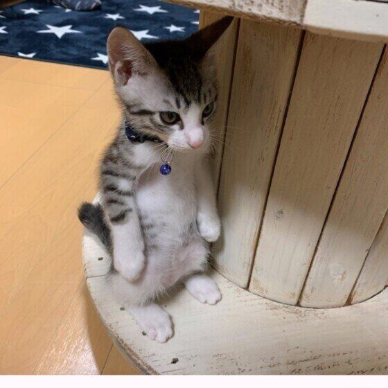 MIX サバトラ 大福くん