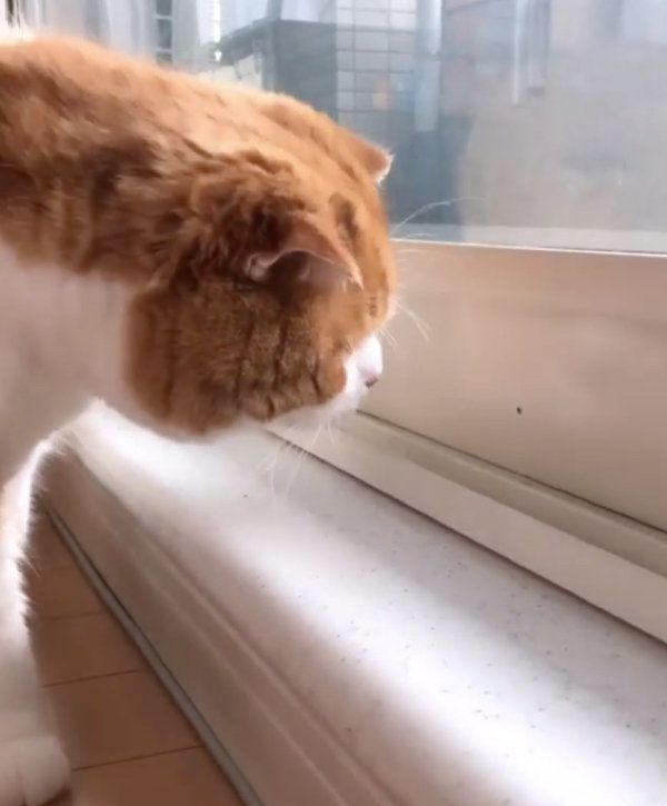 虫に翻弄されるスコティッシュフォールド