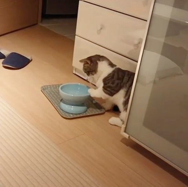 水で遊ぶマンチカン