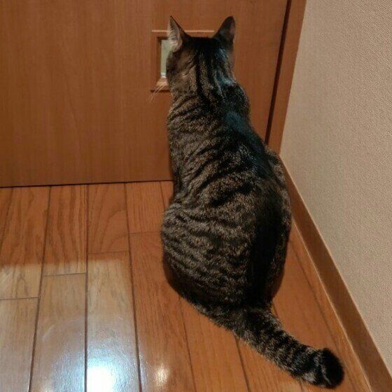 帰宅を待っているサバトラ猫