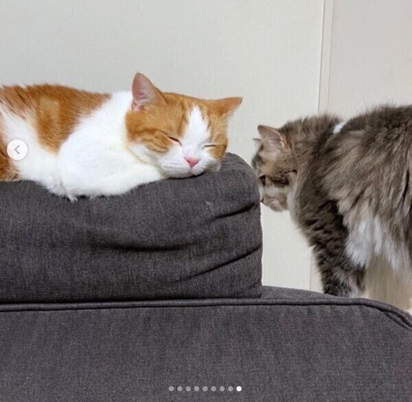 再びくつろぐはなちゃんと、立ち去るさっくん